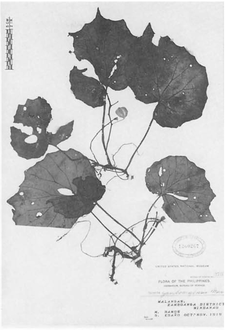 B. zamboangensis